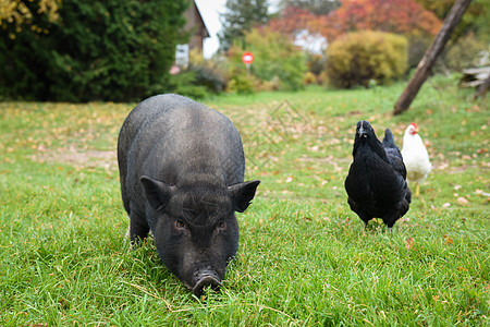 村里院子里的越南黑猪真有趣公猪耳朵农业动物母猪畜牧业熏肉眼睛宠物猪肉图片