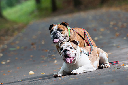 2个英国斗牛犬或公园中的英国斗牛犬胡同友谊休息英语皮带牙齿血统衣领成人小狗图片