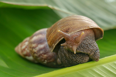 特写蜗牛在热带雨林东南亚 的前视图 一只大成年蜗牛爬上热带雨林的香蕉叶粘液地区生态蠕变田螺运动螺旋触手热带踪迹图片