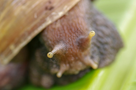通过照相镜头观看 特写在热带雨林香蕉叶上爬行的大成人蜗牛的大门 Name绿色环境害虫宏观眼睛动物食物花园植物运动图片