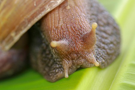 特写蜗牛在热带雨林东南亚 的前视图 一只大成年蜗牛爬上热带雨林的香蕉叶蠕变热带宏观鼻涕虫花园粘液地区田螺荒野害虫图片