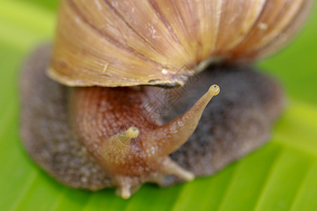 通过照相镜头观看 特写在热带雨林香蕉叶上爬行的大成人蜗牛的大门 Name动物害虫植物运动食物照片叶子眼睛生活宏观图片