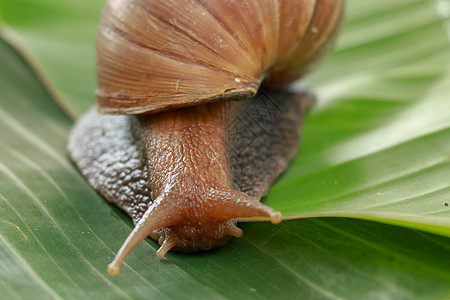 大棕色蜗牛 巨型非洲蜗牛 在绿湿叶上爬行花园速度环境植物食物野生动物鼻涕虫宏观土地疾病图片