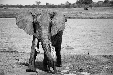在水坑附近洗澡后 一只红大象游戏行动哺乳动物国家荒野濒危象牙獠牙动物树干图片