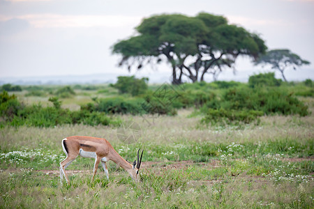 在肯尼亚草原的Thomsons瞪羚 有很多植物动物群衬套旅行牛角荒野国家旅游男性马赛动物图片
