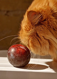 红毛波斯猫和白桌上的李子收成营养动物红色窗户维生素毛皮水果宠物图片