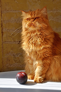 红毛波斯猫和白桌上的李子毛皮红色水果窗户收成营养动物宠物维生素图片