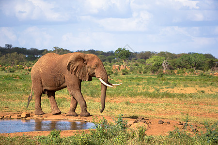 一只红大象在水洞的岸上行走国家风景绿色旅行生活水坑荒野树干公园旅游图片