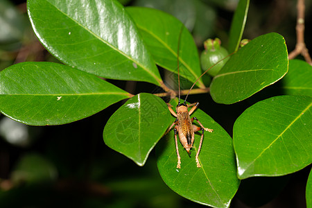 热带雨林中的本地昆虫物种漏洞宏观动物球体森林刺槐蚱蜢陷阱植物衬套图片