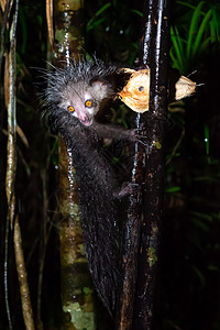 稀有的 夜之阿耶狐猴和椰子野生动物濒危旅游恶魔尾巴黑色狐猴灵长类动物眉头图片