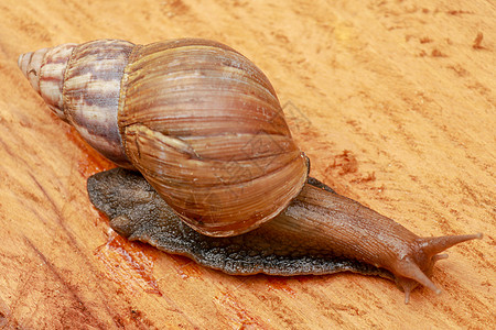 非洲巨型蜗牛 具有自然背景的边际塔的顶部景象 Snail在木头上食物种子环境木地板面包桌子小麦生活大蜗牛脆皮图片