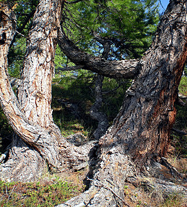厚厚的西伯利亚雪松树干 隐秘的树环境松树地方木头针叶林地针叶林雨林阴影编织图片