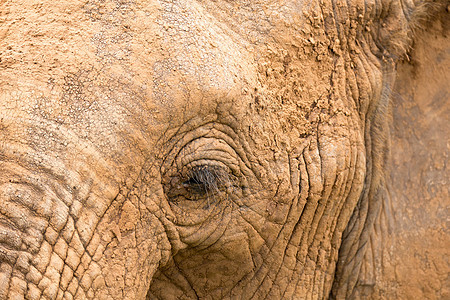 大象脸部的缝合眼睛耳朵野生动物濒危黑色旅行荒野獠牙危险皮肤图片