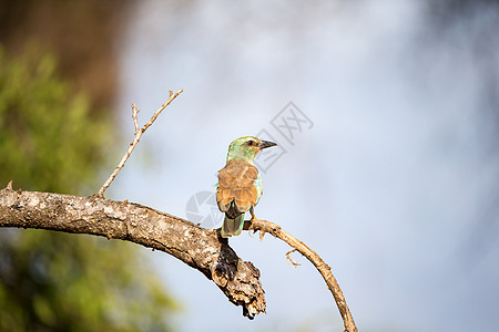 肯尼亚热带草原的树上坐着彩色鸟儿国家橙子马赛紫丁香荒野滚筒鸟类动物蓝色公园图片