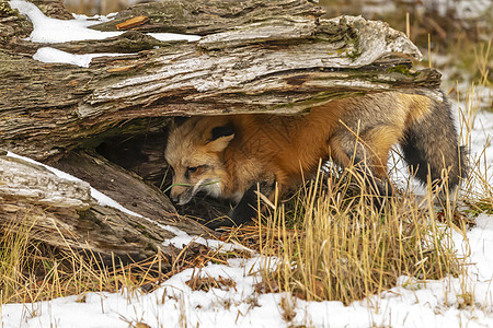 红狐狸豹属动物园森林荒野生物捕食者大猫眼睛濒危野猫北极圈高清图片素材