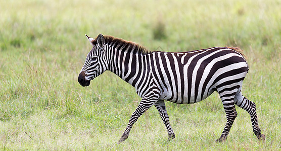 一个Zebra家族在靠近其他村庄的热带草原上放牧平原大草原游戏公园野生动物动物动物群马属国家食草图片