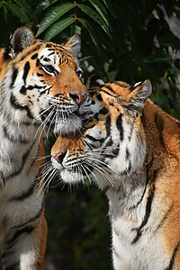 两只亚穆尔老虎的近距离肖像哺乳动物大猫捕食者森林动物晶须女性绿色家庭鼻子图片