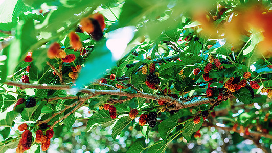农场树枝上新鲜木浆的图像叶子健康饮食摄影昆虫植物水果绿色季节素食粉色图片