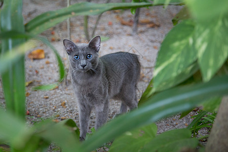 小灰猫在植物之间 看着你图片