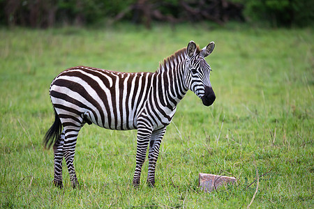 肯尼亚稀树草原中部的斑马旅行马拉马赛哺乳动物国家冒险食草野生动物条纹动物图片