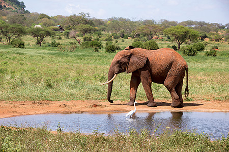 肯尼亚稀树草原水坑上的一头大象哺乳动物家庭旅游野生动物国家游戏荒野树干衬套公园图片