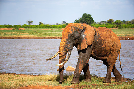 在水坑附近洗澡后 一只红大象树干游戏荒野濒危国家獠牙象牙公园行动哺乳动物图片