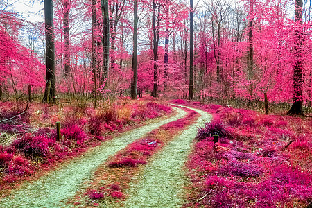 乡村 la 美丽的粉红色和紫色红外线全景公园树叶天空马赛克正方形蓝色树木森林漫画木头图片