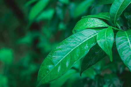 雨中落叶 在水中湿润 被雨淋湿的美丽家居装饰植物 绿叶背景设计图像 自然之美的图片 雨天季风季节图片壁纸装饰摄影植物学生长装潢阳图片