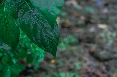 雨中落叶 在水中湿润 被雨淋湿的美丽家居装饰植物 绿叶背景设计图像 自然之美的图片 雨天季风季节图片壁纸装饰农业森林暴雨环境雨滴图片