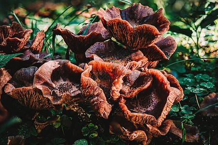 在色彩繁多的秋天森林中 香草蘑菇环境菌目美味苔藓胚芽生态蔬菜盘子寄生虫植物图片