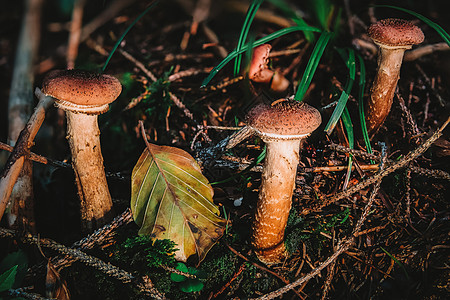 在色彩繁多的秋天森林中 香草蘑菇苔藓菌类盘子食物菌目生物寄生虫植物群生长薄片图片