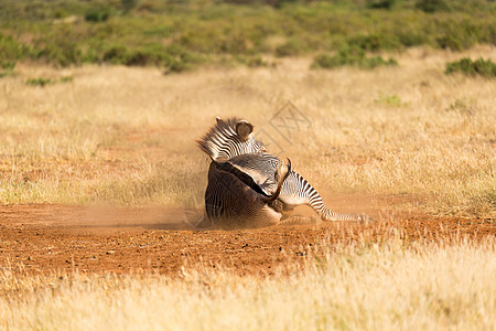 灰熊斑马背在尘土中公园动物群皮肤哺乳动物马属食草野生动物国家草原大草原图片