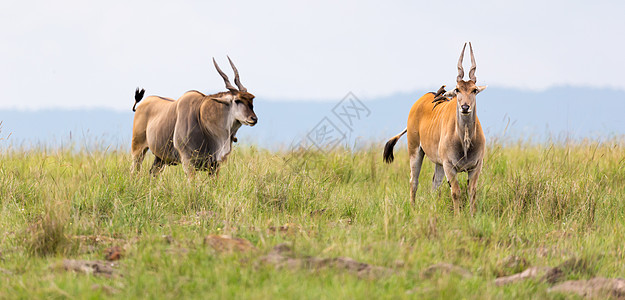 肯尼亚热带大草原上不同工厂之间的公园场地动物男性旅行食草马赛国家马拉季节图片