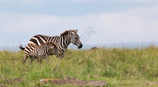 一个Zebra家族在靠近其他村庄的热带草原上放牧荒野平原公园衬套马赛动物旅行大草原国家移民图片