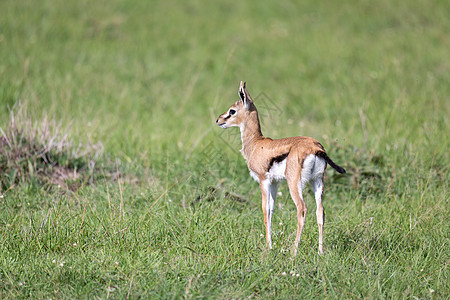 肯尼亚草原上的一个非常年轻的牛角喇叭荒野公园马赛野生动物哺乳动物动物草原保护图片
