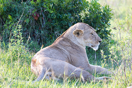 一只母狮在草地上安居乐业大猫猎人荒野狮子捕食者野生动物公园哺乳动物豹属大草原图片