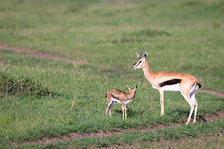 婴儿米糊阿汤姆森的羚羊 与她的后代在热带草原上猎物野生动物动物速度瞪羚小牛母亲游戏摄影食草背景