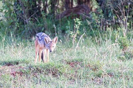 一个小胡狼站在草的刀刃之间旅行犬科清道夫丛林草原大草原捕食者食肉毛皮荒野图片