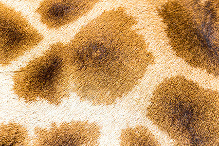 长颈鹿的毛皮橙子食草丛林皮革材料打印旅行头发斑点皮肤背景图片