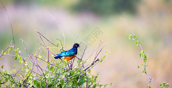 肯尼亚地貌的土著非常彩色鸟群动物紫丁香公园国家异国大草原滚筒情调八哥蓝色图片