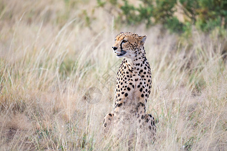 奔跑猎豹可爱的危险的高清图片