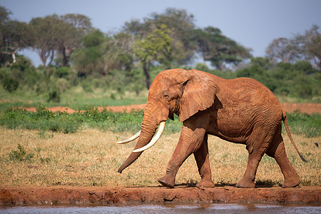 一只红大象在水洞的岸上行走动物大草原国家野生动物水坑环境生活旅游风景公园图片