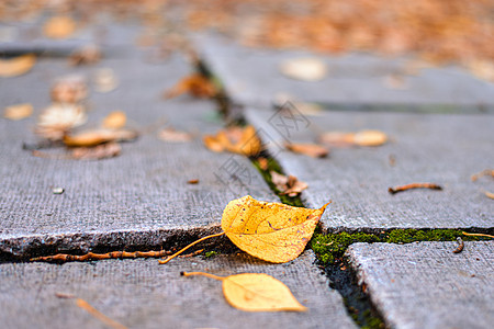 公园小巷的秋叶地面黄色橙子棕色树叶石头红色森林叶子绿色图片