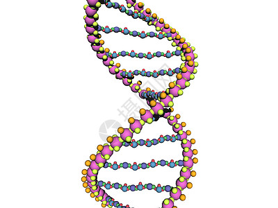 DNA基因材料的DNA链条被扭曲成双螺旋物质结构黄色蓝色导体遗传原子红色轮流遗传学图片