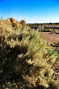 带有土原灌木和eucalyptus的乡村景观扫帚岩石保护山坡衬套远足草本植物侵蚀天空蓝色图片