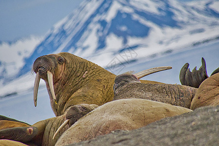 挪威斯瓦尔巴德 北冰洋獠牙气候变化动物群动物学生物学生态栖息地野生动物生态旅游多样性图片