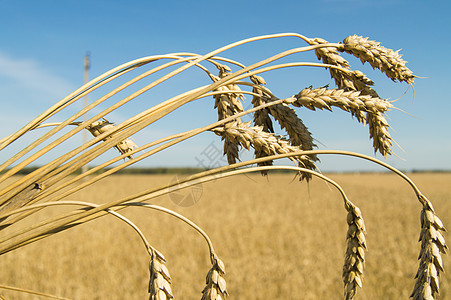 对蓝天特写成熟的小麦耳朵 有选择的焦点场景农村土地季节食物晴天收成种子阳光农场图片