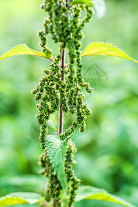 含有可食的种子的植物学荒野荨麻药品食物植物草本植物荨麻疹叶子疼痛图片