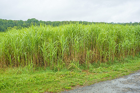 Miscanthus 开草草绿色全球加热萃取生产技术芒草环境活力场地图片