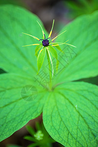 真正的爱人的结结 巴黎四面形草本植物真情人植物群绿色药品背景图片